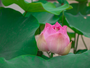 This beautiful waterlily or lotus flower is complimented by the rich;Beautiful lotus flower is the...
