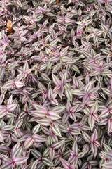 Tradescantia zebrina plant in nature garden