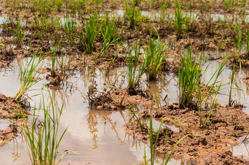 Close up to green fresh plants of rice in messy ground and water