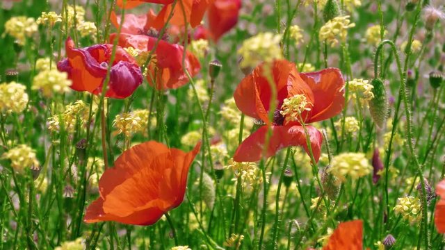 Red poppies and yellow wild flowers in wind / Red poppies and yellow wild flowers on green meadow