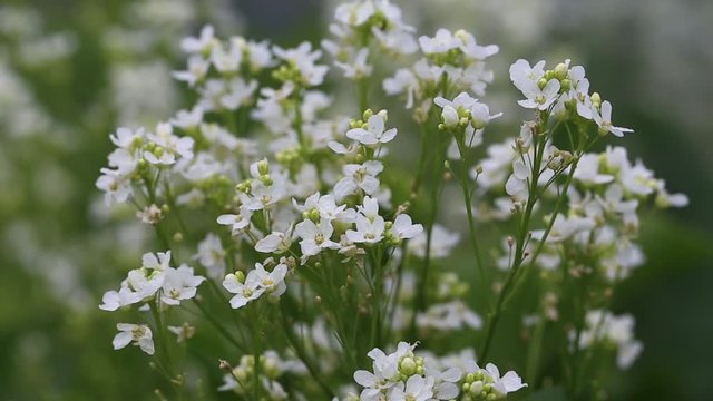 Horseradish flowers moved by wind