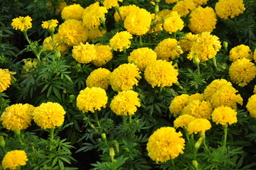 Marigold