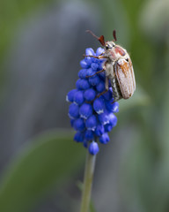 Майский жук