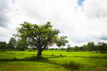 Fototapeta premium One tree in rice farm filed of Thailand