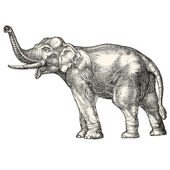 Naklejka premium Ilustracja wektorowa słoń