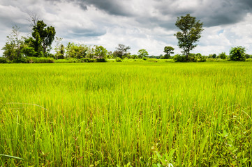 Rice field of Thailand with forest under cloudy rain sky and HDR effect