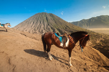 Fototapeta na wymiar the horse in bromo mountain