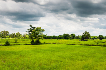 Rice field of Thailand with forest under cloudy rain sky and HDR effect