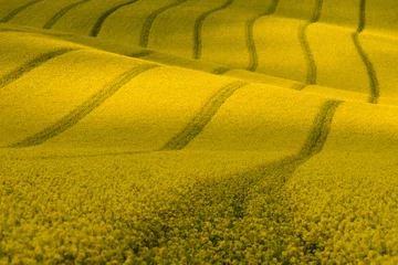 Wavy yellow rapeseed field with stripes and wavy abstract landscape pattern. Corduroy summer rural landscape in yellow tones. Yellow moravian undulating fields of crops.  Yellow Background texture. © Vlad Sokolovsky