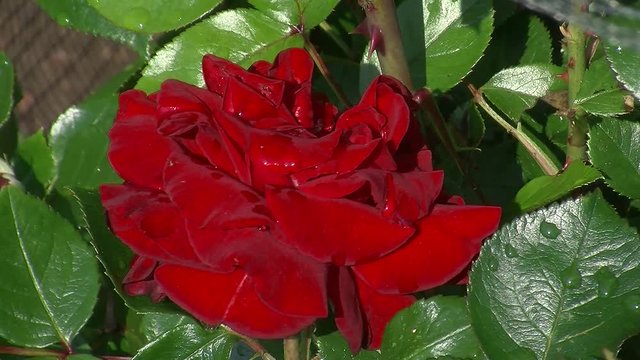 Eine edle rote Rosenbl&uuml;te in Gro&szlig;aufnahme mit Wasserperlen