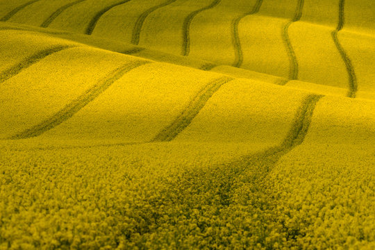 Wavy yellow rapeseed field with stripes and wavy abstract landscape pattern. Corduroy summer rural landscape in yellow tones. Yellow moravian undulating fields of crops.  Yellow Background texture.