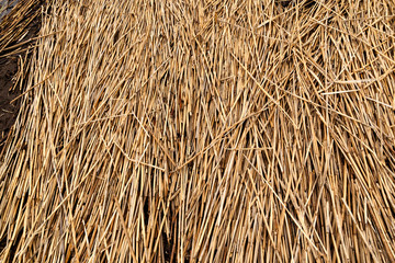 Natural cane dense texture
