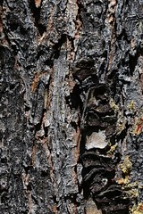 Bark wood texture of coniferous tree Bhutan pine Pinus Wallichiana 