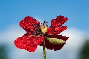 Mohnbl&uuml;te aufbl&uuml;hend