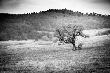 Black and white landscape