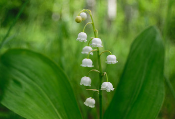 Lily of the valley (Convallaria majalis) white flowers. Spring blossom. Close-up.