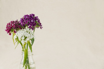 Colorful sweet william flowers bouquet in vase with copy space