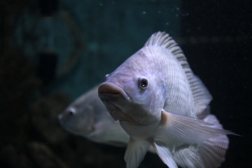 Fish of the red sea