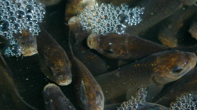 Fish fries are released into the lake