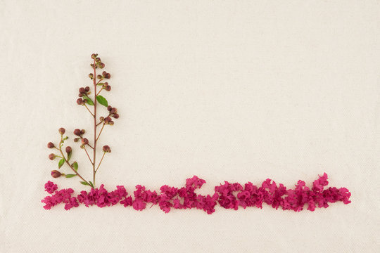 Budding flowers and pink petal of crape myrtle on muslin fabric with copy space. Fall forest