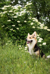 Happy and active purebred Welsh Corgi dog outdoors in the grass on a sunny summer day.