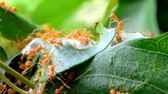 ants building nest from the leaves.