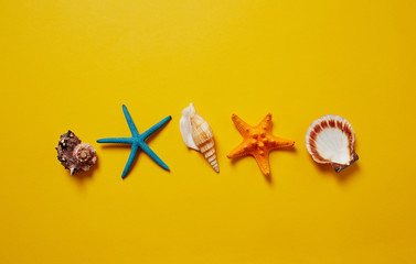 Selection of seashells and starfish.