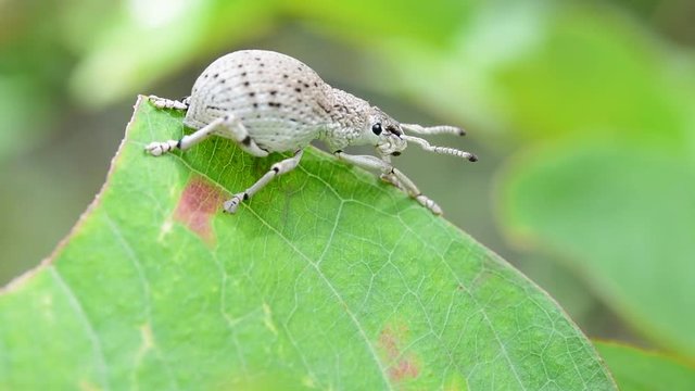 Weevil on green leaves.