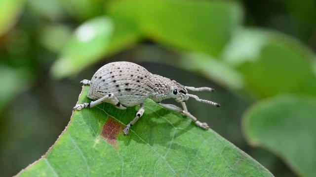Weevil on green leaves.