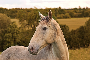 Obraz premium Portrait of a horse on a field in summer 