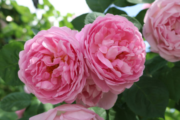 Natur Pflanze Blüte Rose pink01