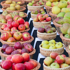 Different varieties of eating and cooking apples on display at an English autumn fair