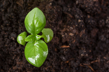 Fresh basil plant.