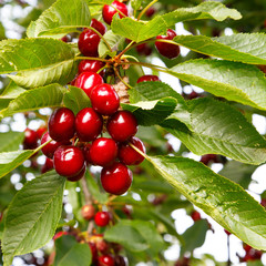 Cherries - Kirschen