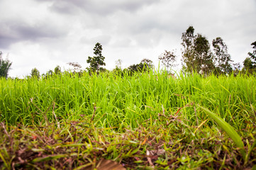 Rice field of Thailand with forest under cloudy rain sky and HDR effect