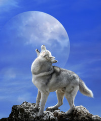 Loup gris et grande lune
