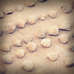 Strange stone shells on the counter of Indian market