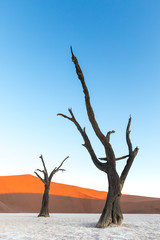 Deadvlei, Namibia - obrazy, fototapety, plakaty