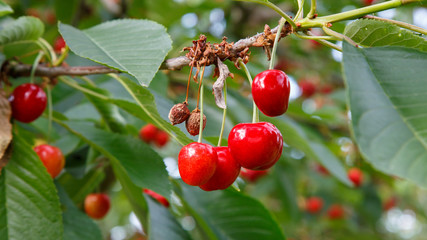 Cherries - Kirschen