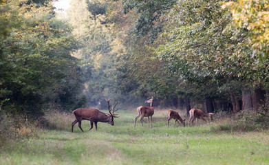 Red deer with hinds in forest