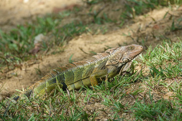 Green Iguana (Iguana iguana)