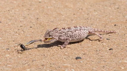 Photo sur Plexiglas Caméléon Namaqua Chameleon feeding , Swakopmund, Namibia