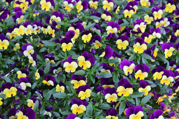 Natur Pflanze Blüte Veilchen blaugelb