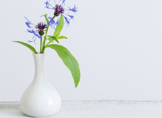 cornflower in vase on white background