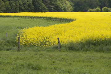 Naklejka premium Rapsfeld