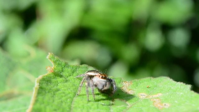 Close up of jumping spider on leaves.