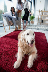 architects in formal wear working with blueprint while dog lying on carpet at office