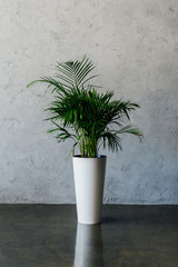 green potted plant in vase on the floor at empty room