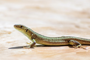 Green long female lizard looking towards camera, sunny day in Moldova