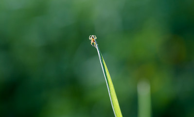 Flower spider, goldenrod crab (Misumena vatia) on single grass leaf